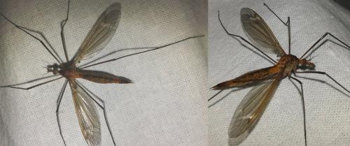 Réf. 263 358 : Tipula sp.